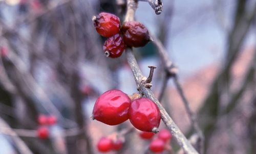 Small red berries still plump on a hibernating branch.